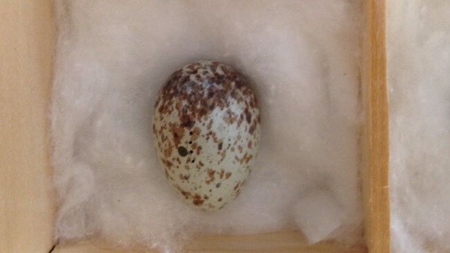 An egg of the southern scrub-robin Anthony Somerville collected from a nest near Nombinnie Nature Reserve and later blew. Picture: NSW Land and Environment Court