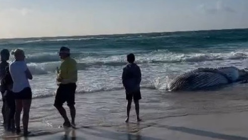 A whale washed up at Tallow Beach, Byron Bay on Wednesday. Picture: Ava Turnbull