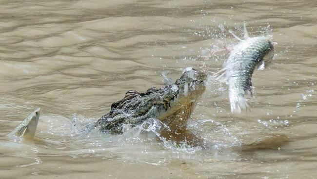 Darwin resident Sue English took these amazing pics of crocodiles catching mullet jumping over Cahills Crossing during high tide.  Pictures: Sue English