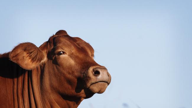 Dairy cows put me to shame on the milk front, but luckily for my family and friends I am a much lower emitter than a dairy cow.