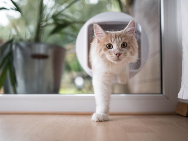 INSIDE OUT: A cat flap can lead into an outdoor enclosure.