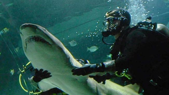 Sea Life Sunshine Coast has welcomed three Grey Nurse Sharks back to the Sunshine State, becoming the only tourist attraction in Queensland to house the endangered species.