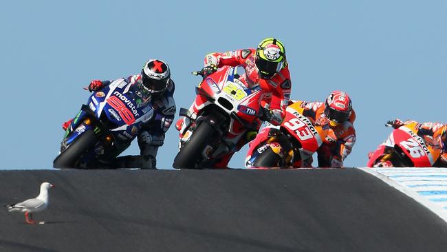 The seagull walks into the path of Andrea Iannone of Italy and the riders on the opening lap of the MotoGP. Picture: Getty Images.