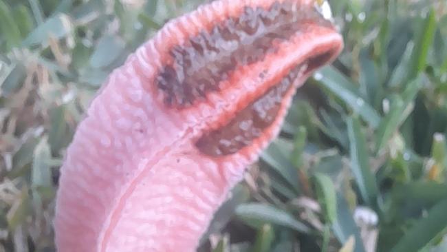 She revealed the flesh-like growth was a fungi with a particular scent. Picture: Facebook