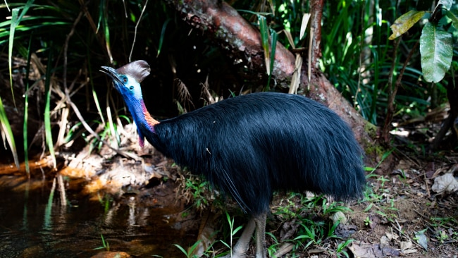 Top places to go birdwatching in Australia | escape.com.au