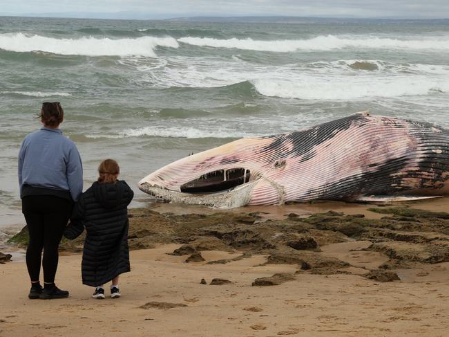 A whale washed up along 13th beach near Barwon Heads. Picture: Alison Wynd