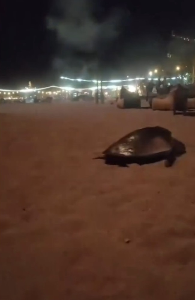 A video of a terrified turtle on a Bali beach has gone viral. Picture: Instagram/balilivin/canggucommunity