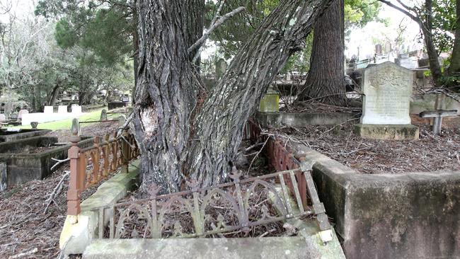 A tree has been left to destroy a grave at Toowong Cemetery. Picture: Steve Pohlner