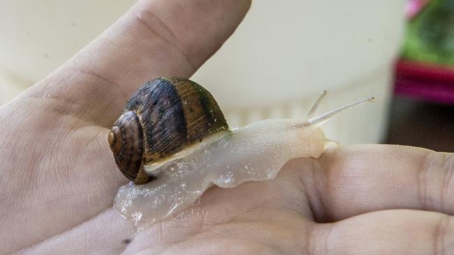 A side of slime: family launches Darling Downs’ first snail farm