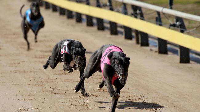 Greyhound Racing Ban | Daily Telegraph