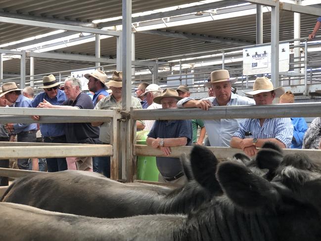 Volume vendors push cattle prices at Wodonga