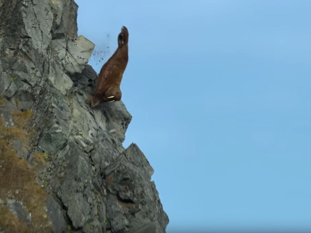 They teeter on the edge and appear as though they can’t work out how to get down. Picture: Netflix 