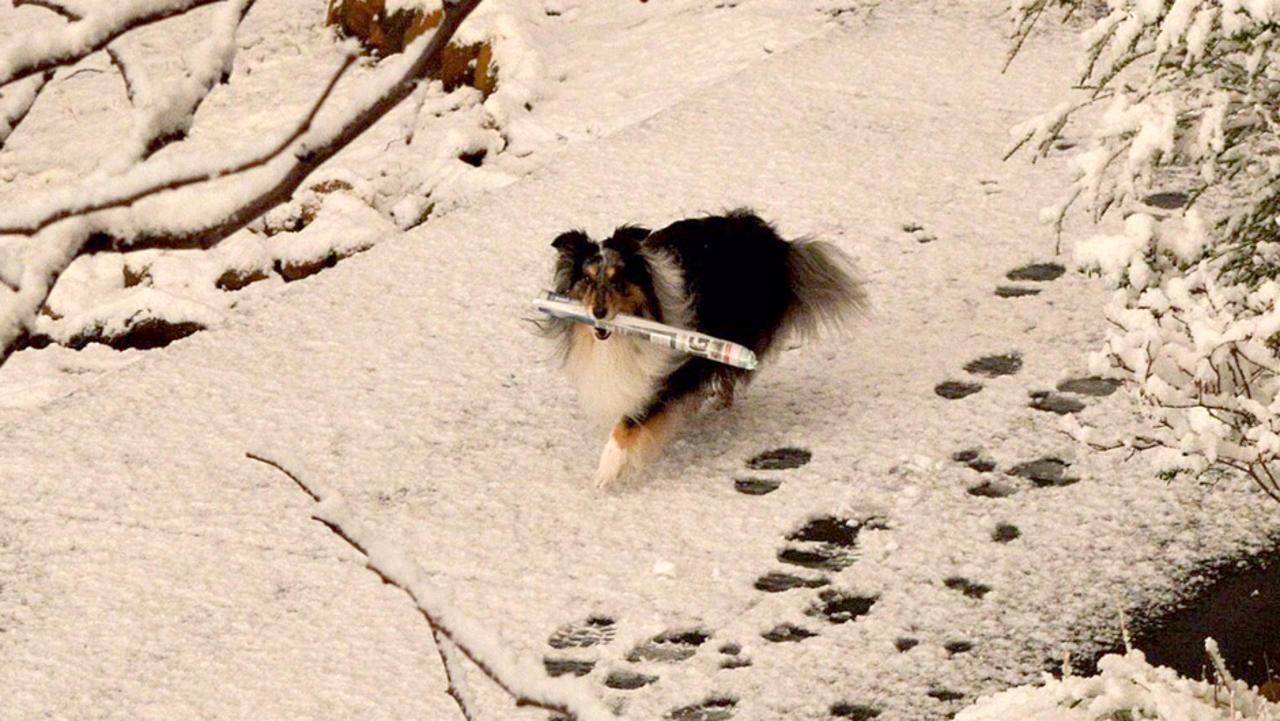 2015: Paper dog delivers The Mercury in Blackmans Bay despite snow.. Pic Phil Young