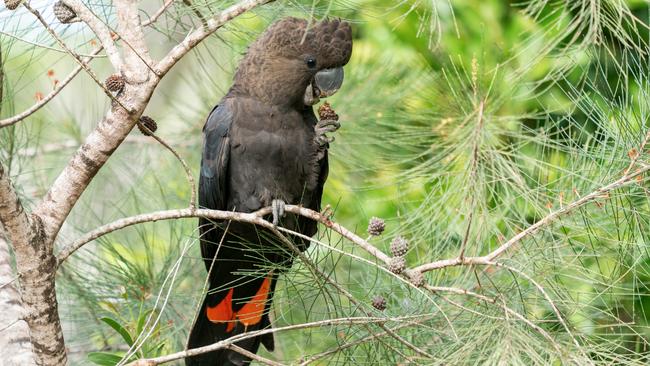 The threatened glossy black cockatoo will also get some loving.