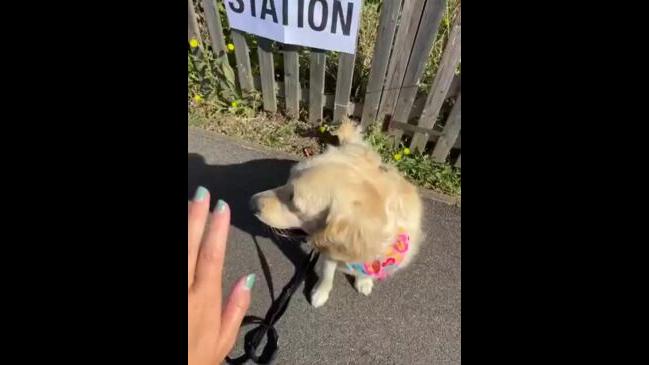 Golden Retriever Gives ‘Paw Fives’ at London Polling Station | Daily ...