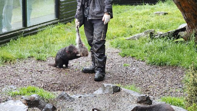 The Tassie devils were more than happy to come out to eat, making some very interesting noises along the way.