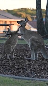 Kangaroo mums bond with their joeys leading up to Mother's Day