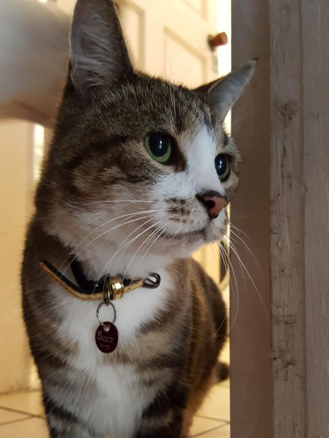 Buzz went missing on Wednesday, May 30 near Marrickville Metro.