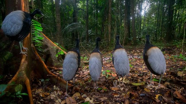 Captured by camera trap in French Guiana, a perfect alignment of grey-winged trumpeters watch a boa slither past. This shot took six months to capture as the trap was plagued by high humidity, plastic-munching ants and damage by poachers. Picture: Hadrien Lalagüe/Wildlife Photographer of the Year