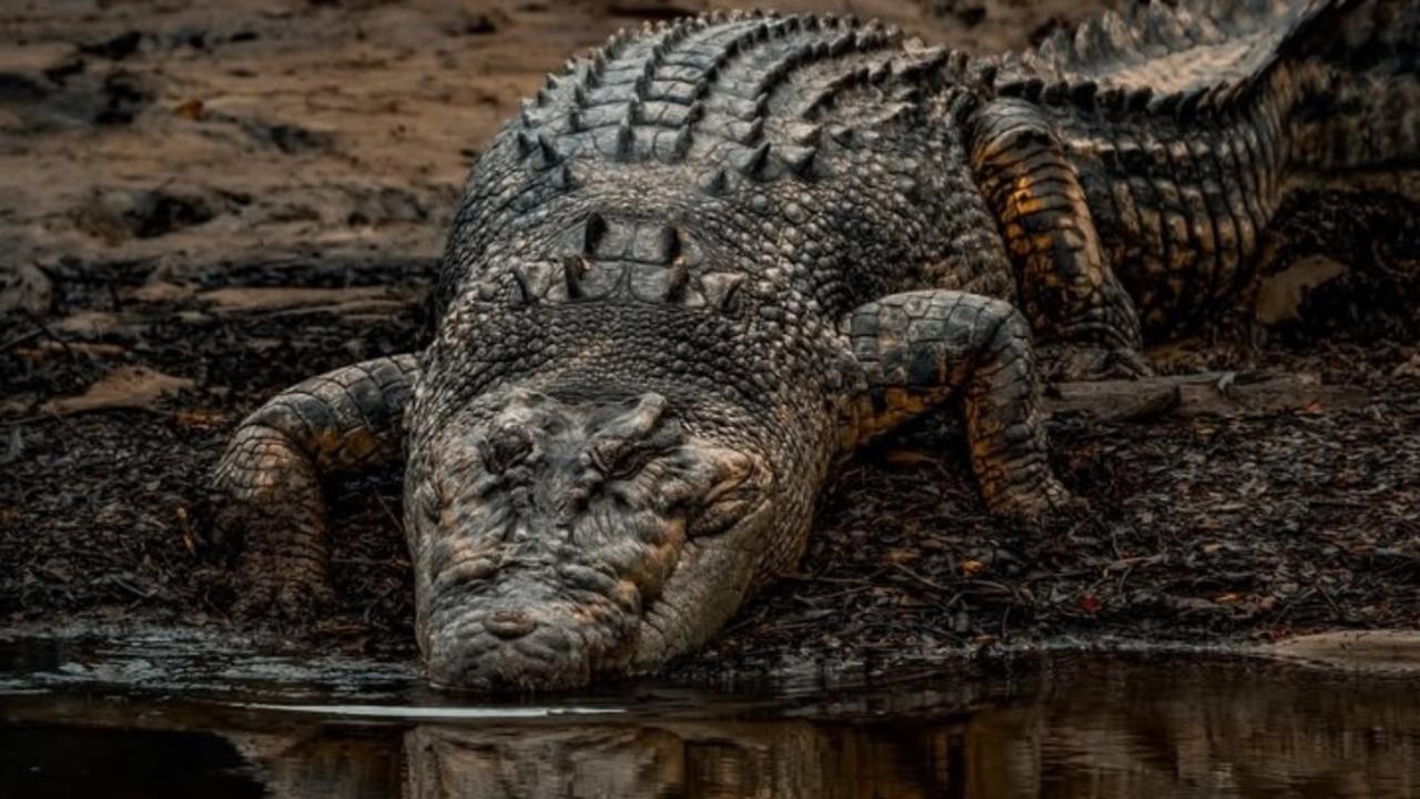 Croc legislation hits parliament after fatal attack