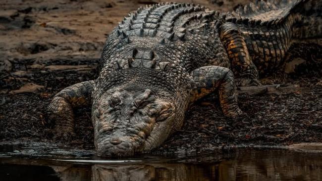 Big crocs too could live out their retirement years as pets under revived pet permit policies by the CLP. Picture: Crocodile_Beers