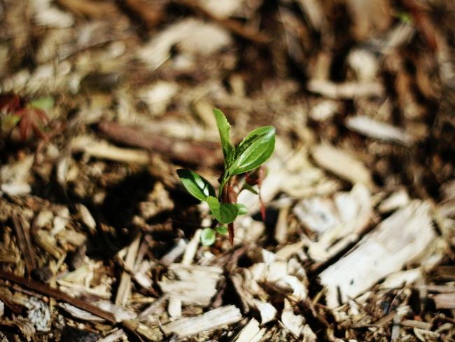 The mulch will be transported to an adjoining site for processing by Go Grow, a company established nearby that supplies potting mix and landscape supplies.