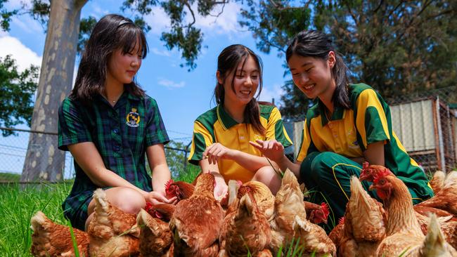 Ruse students Yoobin Kim, 16, Jessica Lin, 16, and Helena Han, 16, with the school’s flock of chooks. A “poultry squad” is on roster to take care of the hens’ needs. Picture: Justin Lloyd.