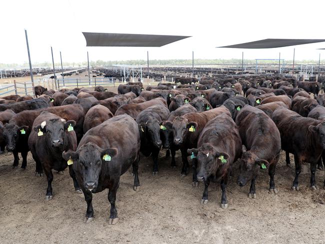 Much of McDonald’s beef comes from Darling Downs farms. Picture: Peter Wallis