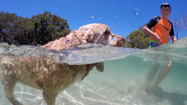 Sydneysiders were advised to think of their four-legged mates too — keeping them out of cars. Izzy the Cocker Spaniel escapes the heat at Hat Head on the NSW mid north coast. Picture: Nathan Edwards