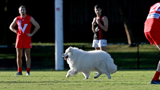 SFNL: A dog enters the field during the East Brighton v Hampton Park match. Picture: Andy Brownbill