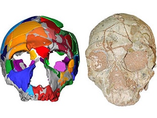 The discovery of a skull in Greece has recast the human migration story.