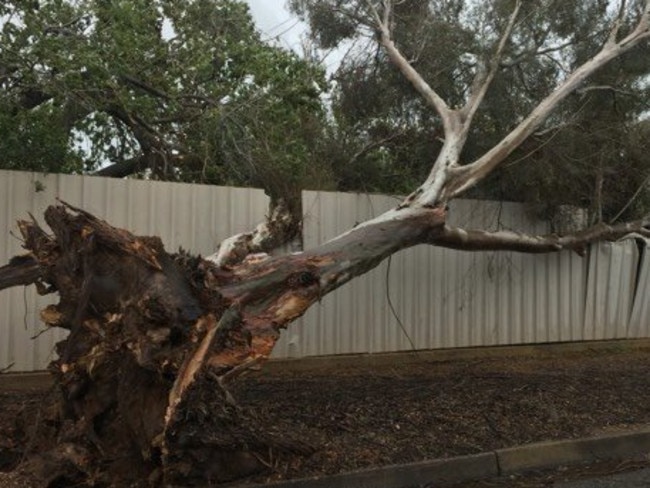 Trees were down in Port Pirie, SA, as the biggest storm in decades raged. Picture: Zoe Jackson