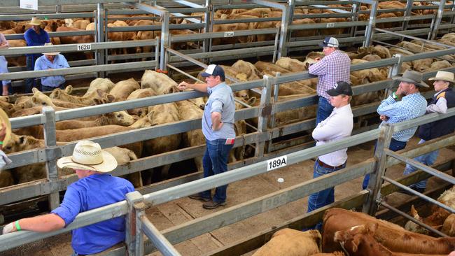 A previous sale at the Northern Rivers Livestock Exchange.