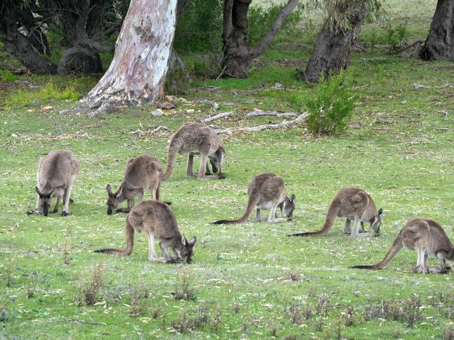 Mr Pruess labelled the practice of commercial hunters as “unethical”. Picture: Dean Martin