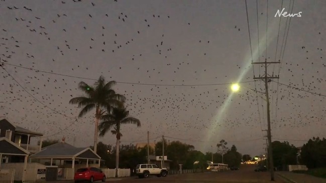 Flying foxes heading out to feed in Charters Towers