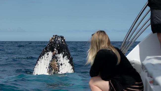 Queenslanders have been encouraged to include a whale-watching experience on their next holiday. Picture: Supplied