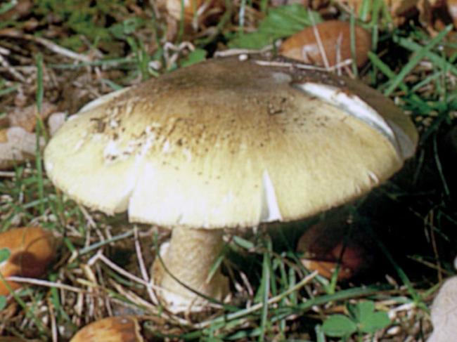 OCT96- Funghi . Amanita Phalloides. (death cap), deadly./poisionious mushrooms/mushrooms/poison mushrooms