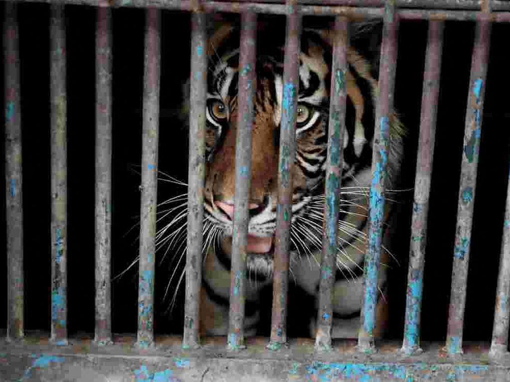 This handout picture taken and released on August 1 by the Jakarta Government shows a Sumatran tiger locked up in a cage at the Ragunan Zoo in Jakarta, after Indonesian officials announced it was one of two tigers recovering from the Covid-19 coronavirus. Picture: AFP Photo/Jakarta Government