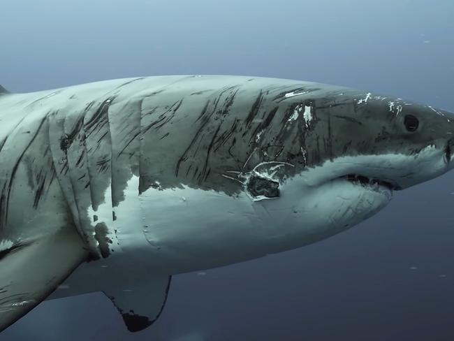 ONE TIME WEB USE ONLY - FEES APPLY - CONTACT info@seadragonfilms.com.au FOR ANY OTHER USE***, Underwater cinematographer Dean Spraakman captured footage of a battered looking shark off the coast of the Neptune Islands in South Australia. Picture: Sea Dragon Films