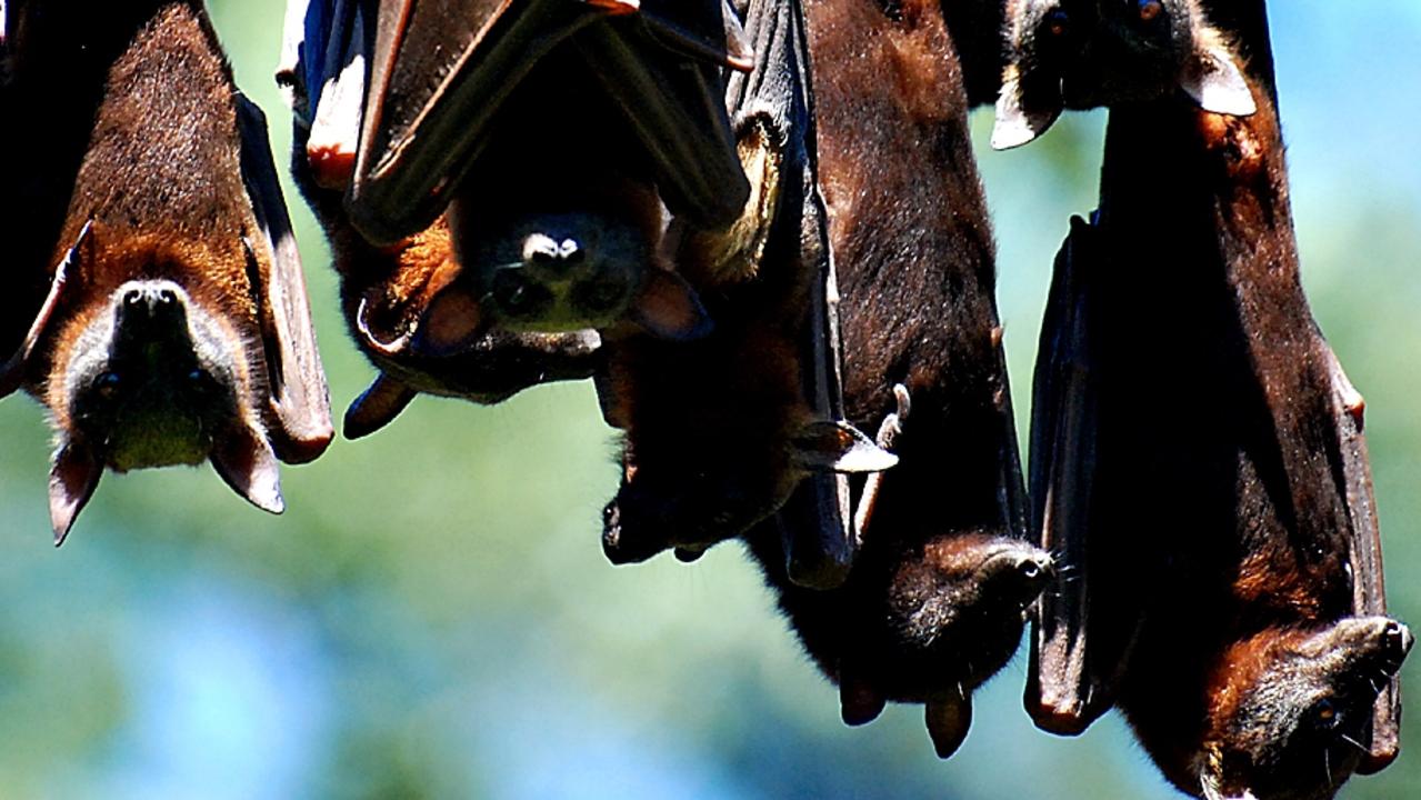 There is anger over a massive 38,000 bat colony in Bendigo’s Rosalind Park. Picture: Craig Wahurst / The Gympie Times