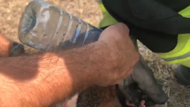 Firefighters rescue a possum burnt in the Mount Cotton fire