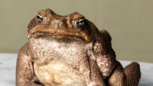 Cane toads have moved further west in Queensland. Picture: Nigel Hallett