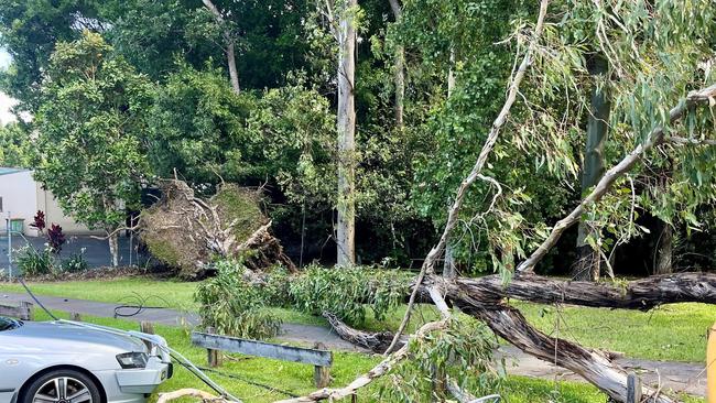 Wet ground and gusty winds led to a large tree becoming uprooted and falling over in Napier Rd in Eumundi.