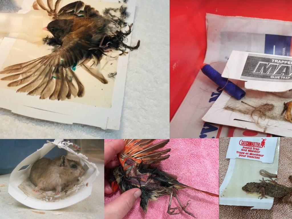 A collage of native animals caught in sticky traps. Source: Wild Animals Australia