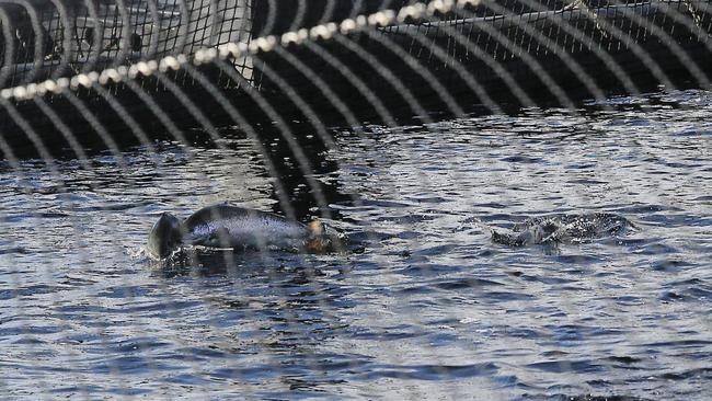 Altantic salmon jumping in fish pens in Macquarie Harbour Picture: MATHEW FARRELL