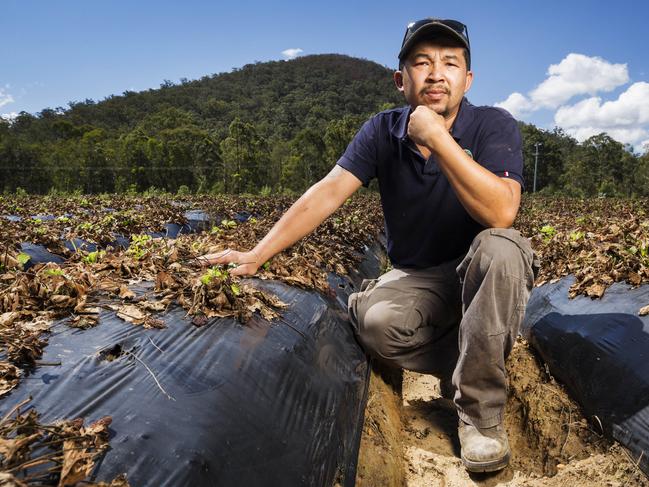 Kevin Tran, pictured in a poisoned strawberry field, gives his business a ‘50/50’ chance of survival. Picture: Lachie Millard