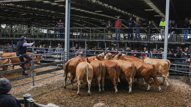 Selling action at the Colac store cattle sale.