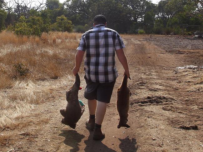 ***BESTPIX*** KANGAROO ISLAND, AUSTRALIA - JANUARY 08: Sam Mitchell owner of the Kangaroo Island Wildlife Park in the Parndana region carries a dead koala and kangaroo to a mass grave site on January 08, 2020 on Kangaroo Island, Australia. The Kangaroo Wildlife Park positioned on the edge of the fire zone has been treating and housing close to 30 koalas a day. Almost 100 army reservists have arrived in Kangaroo Island to assist with clean up operations following the catastrophic bushfire that killed two people and burned more than 155,000 hectares on Kangaroo Island on 4 January. At least 56 homes were also destroyed. Bushfires continue to burn on the island, with firefighters pushing to contain the blaze before forecast strong winds and rising temperatures return. (Photo by Lisa Maree Williams/Getty Images)