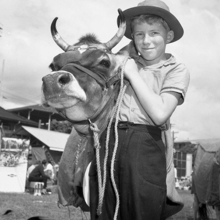 Raymond Spresser, 11, of Rosewood, with Carnation Crystal Glow, a Jersey cow from his father's farm. Picture: Keith Morri