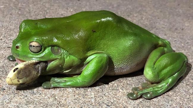 A green frog eating a coastal taipan at Stuart. Photo: Jamie Chapel